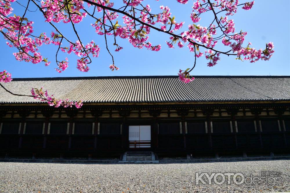 春めく蓮華王院