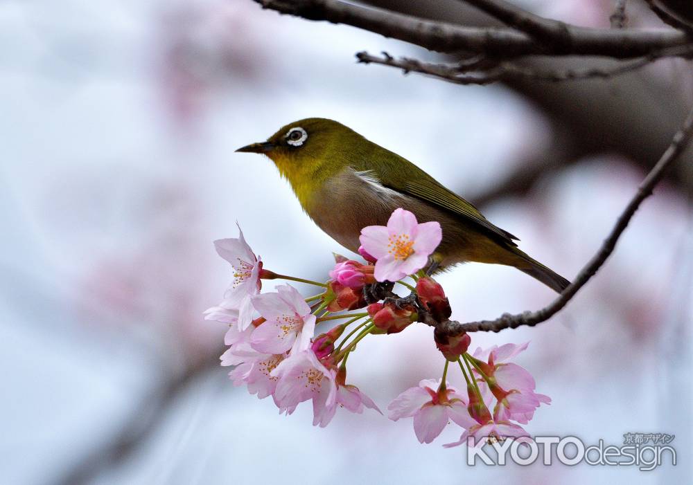 芸の社、春盛り