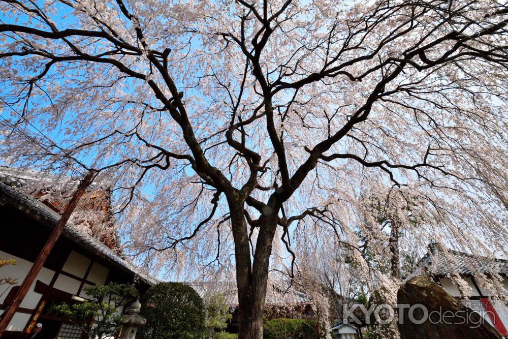 春花（はるはな）の大傘