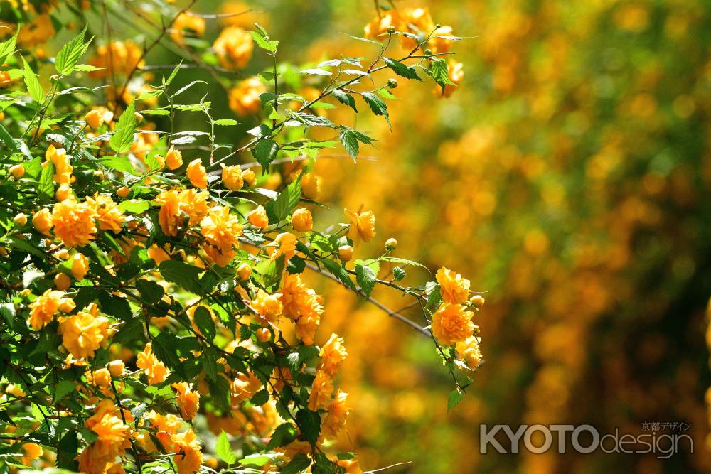 こぼれてにほふ山吹の花