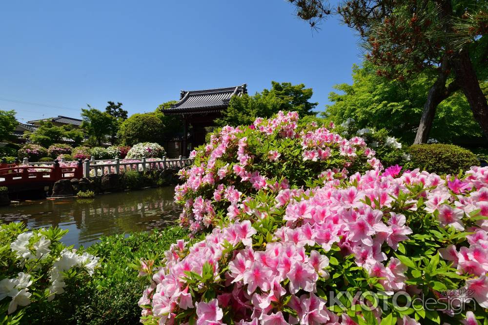 洛北、花寺の彩り