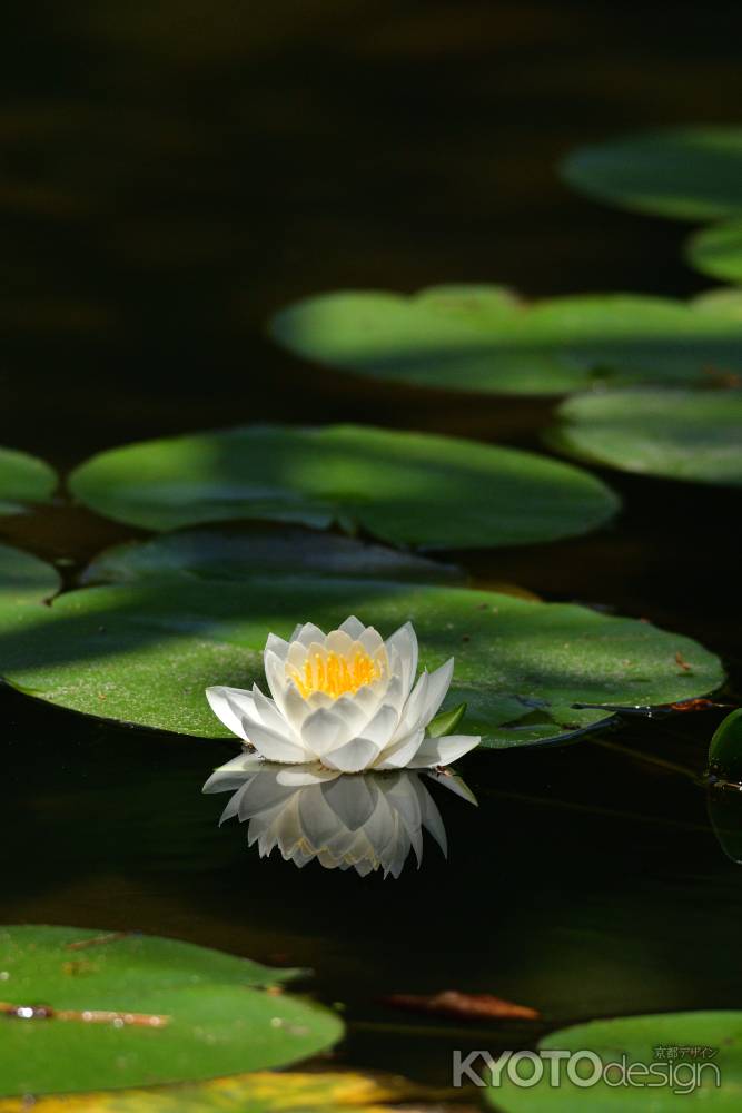 水面の純白