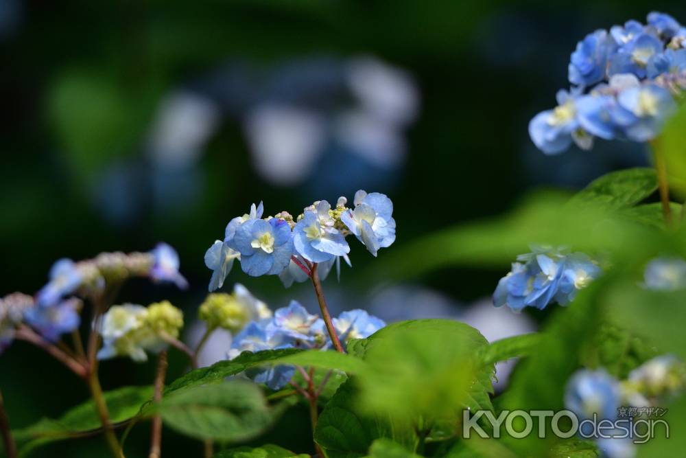 可憐、水無月の花