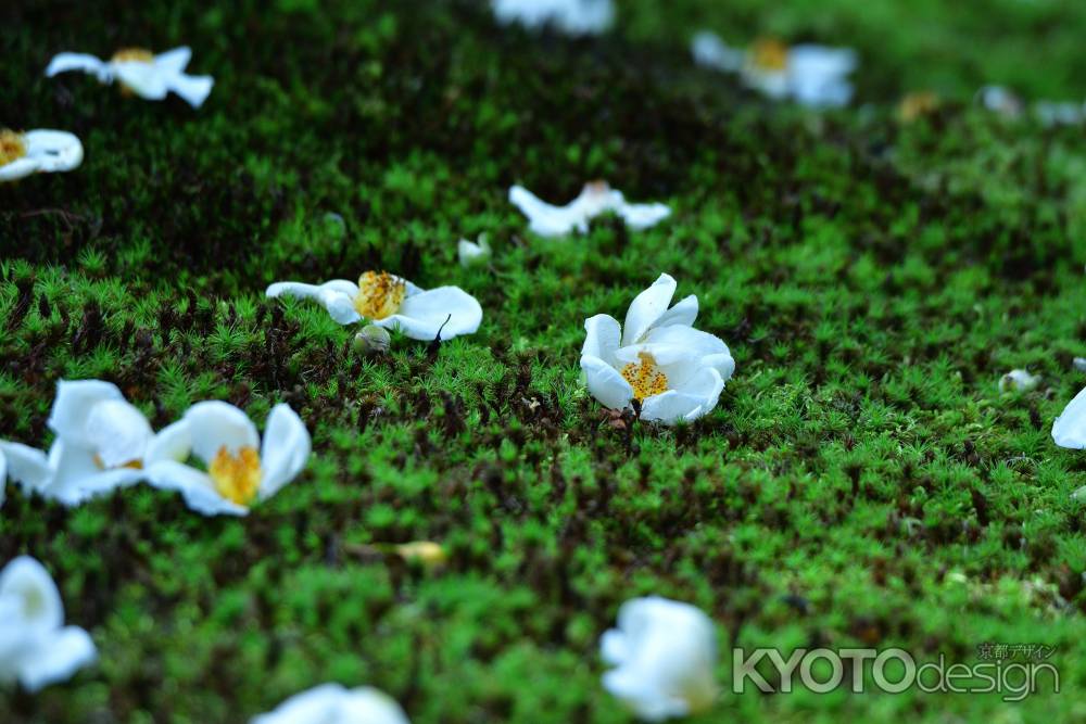 露と白き散花