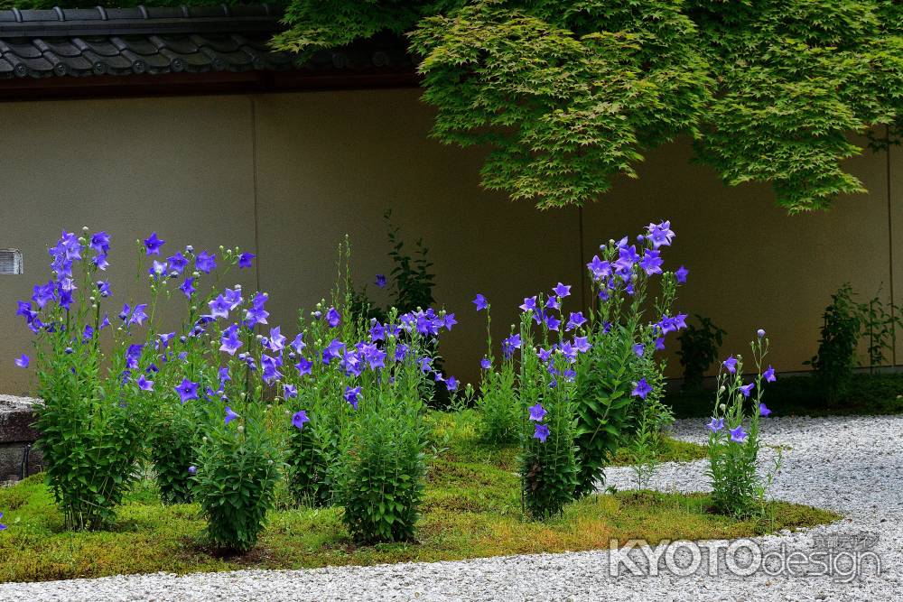 白砂の庭の紫花