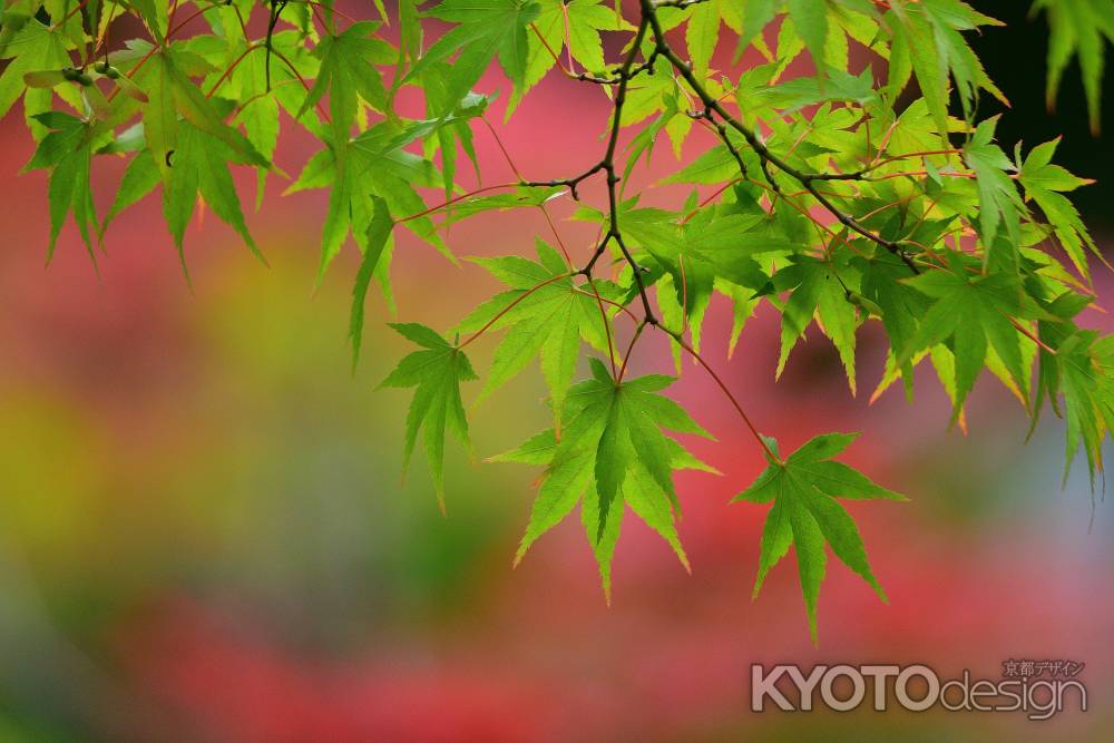 花寺 青葉の候