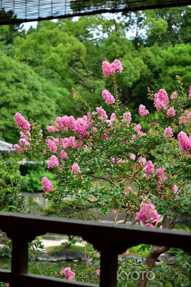 九条池、盛夏の彩