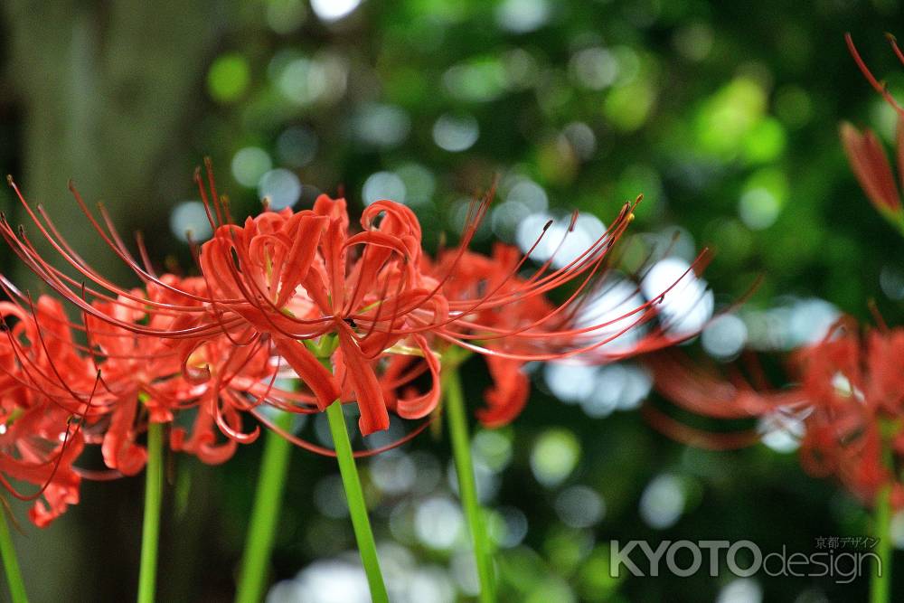 西陣の朱織り