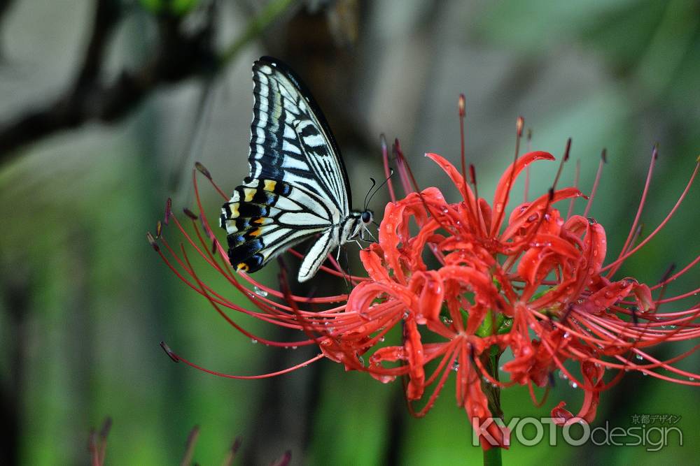 天の花、双龍の彩