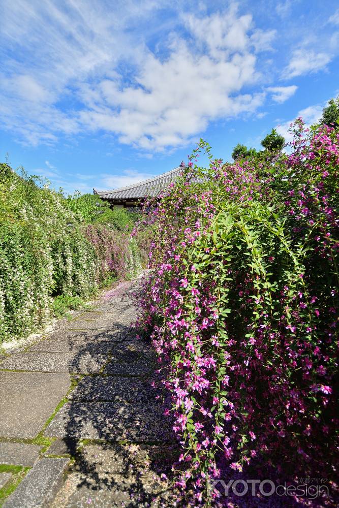 秋空の花簾