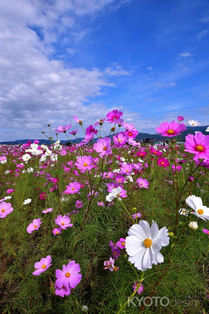 秋空に染まる