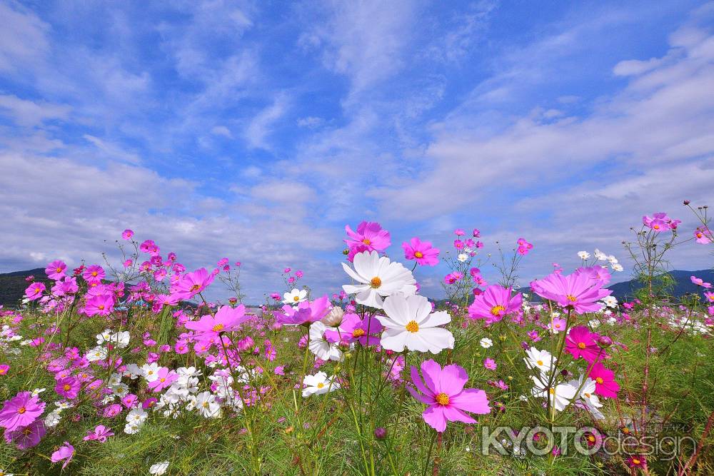 蒼空の秋彩