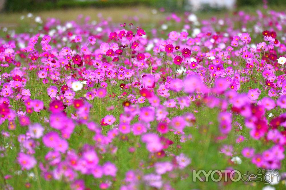 夢の彩花園