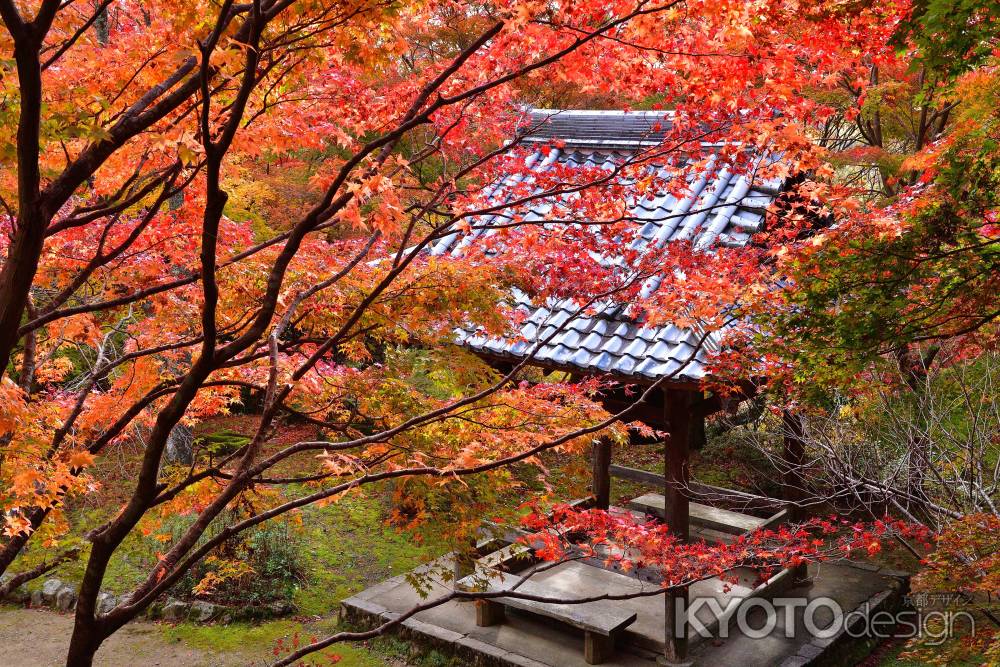 深秋、花の寺