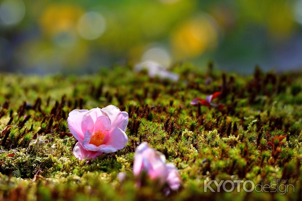 苔に薄紅