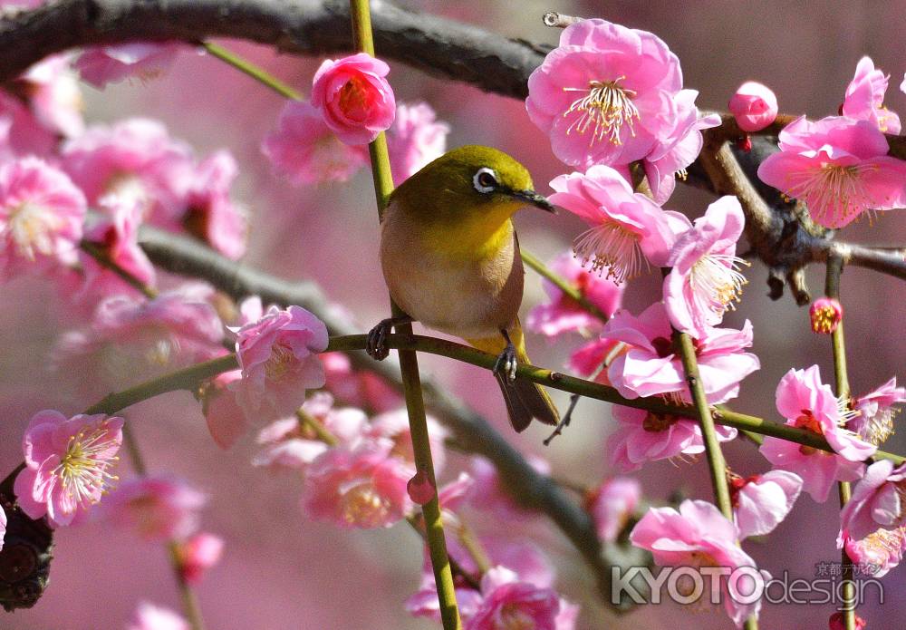 お社、春のさえずり