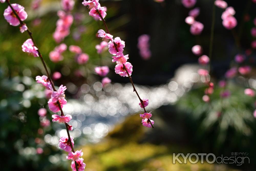 せせらぎの春花