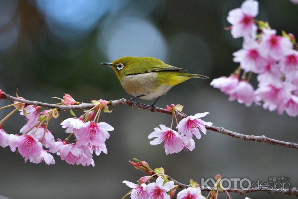 春色のさえずり