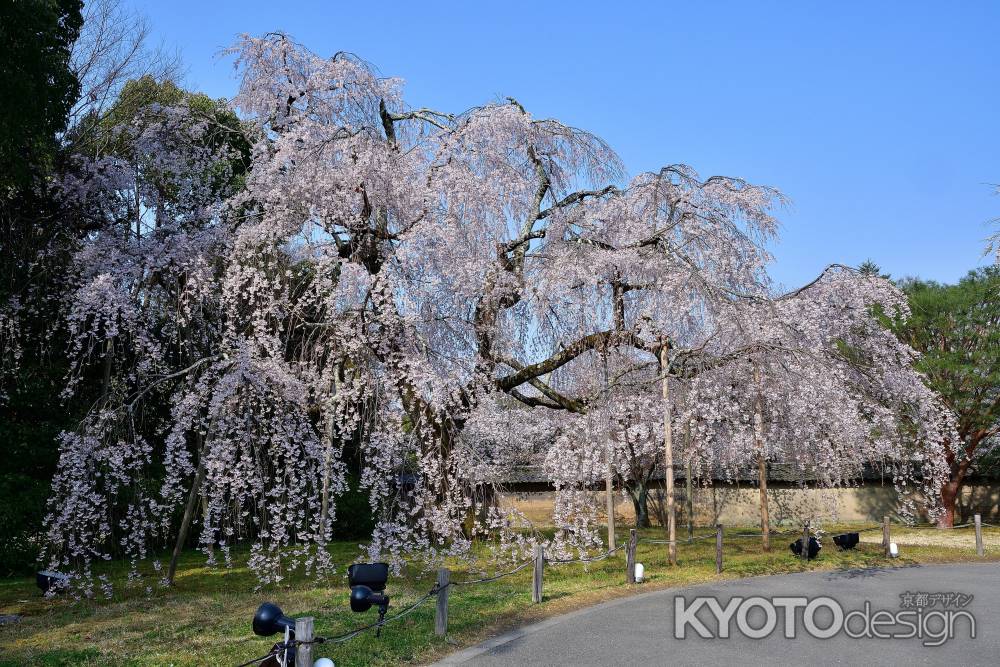 春、羽ばたくごとく