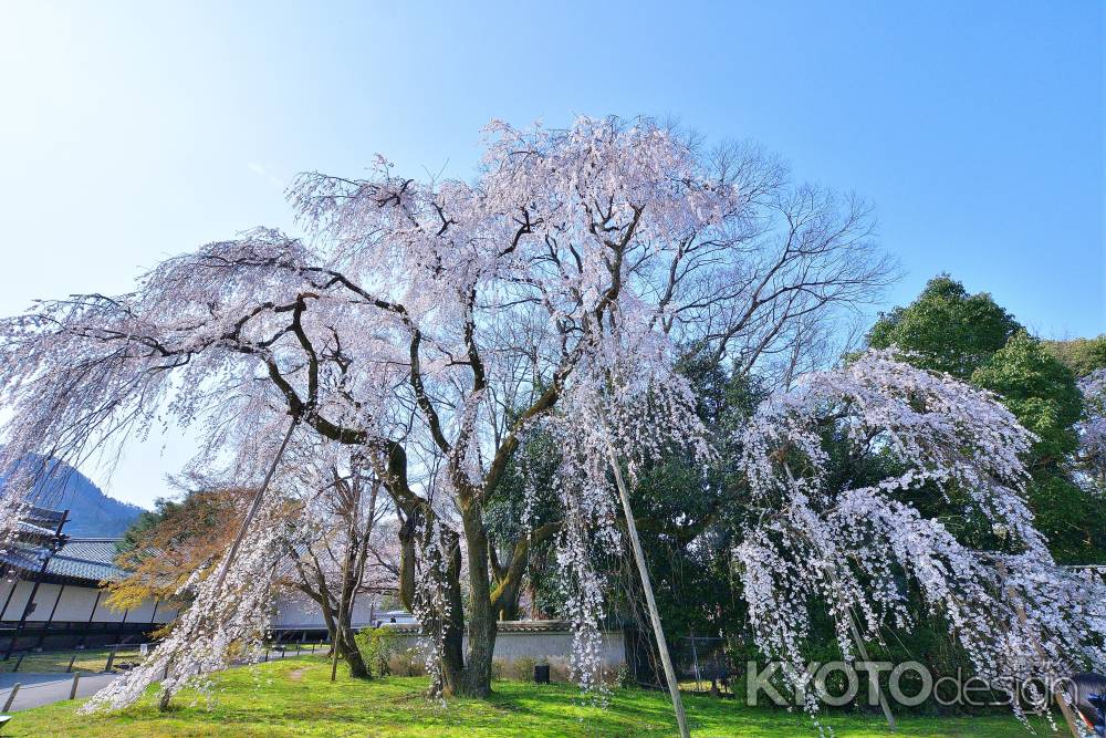 醍醐、誉の桜