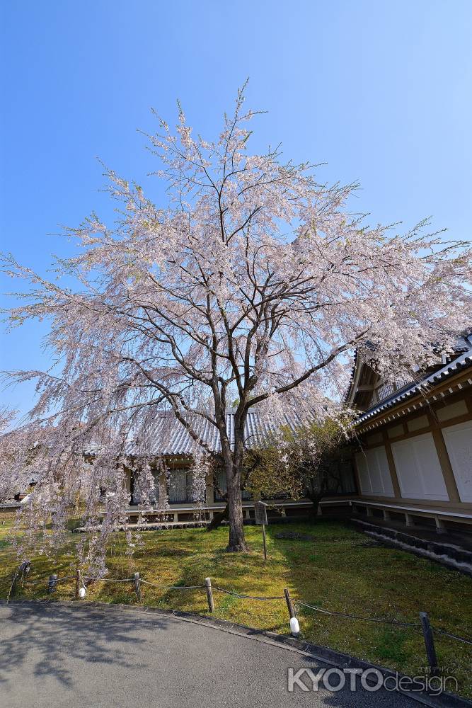 春空に高く