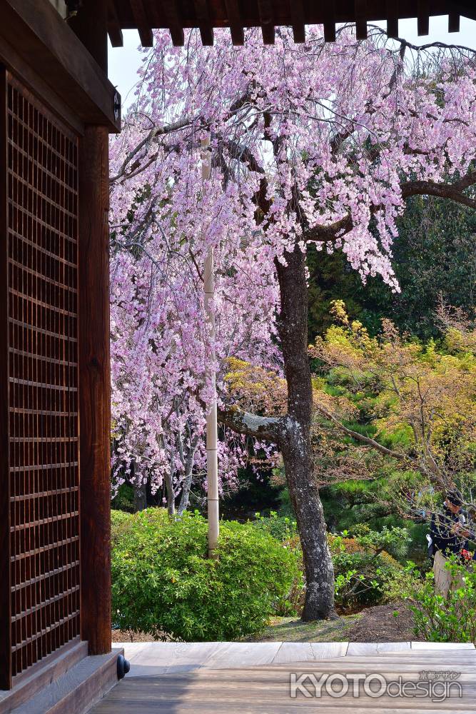 桜花金剛絵図