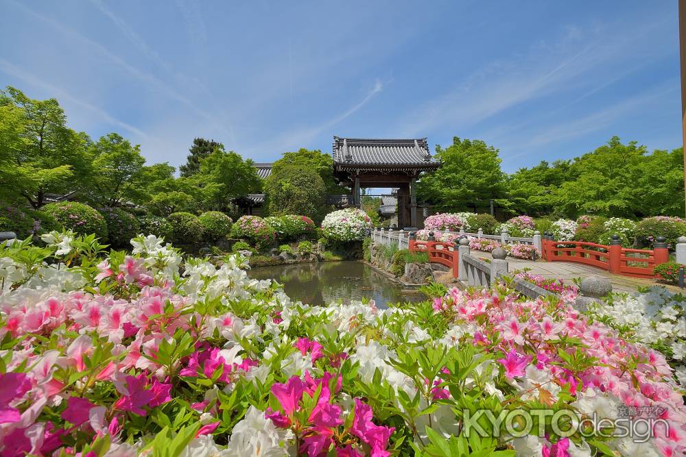 幡枝、花盛り