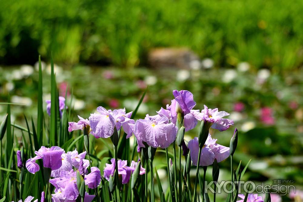 小野の花寺