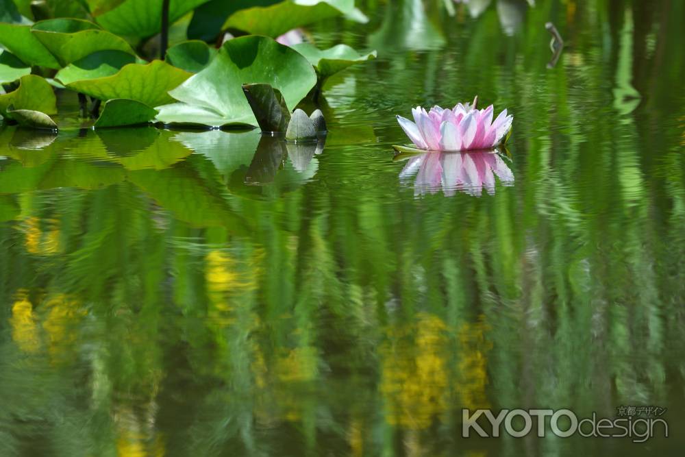 初夏の水鏡