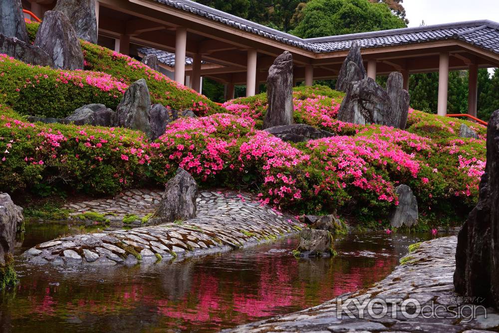 杜鵑花に染まる