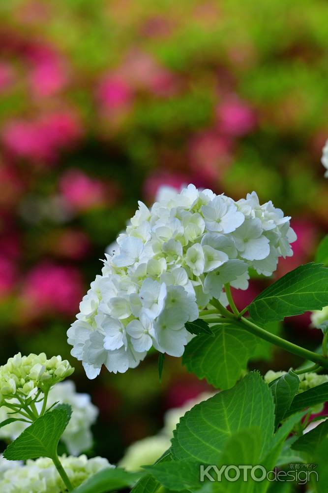 花寺の清楚