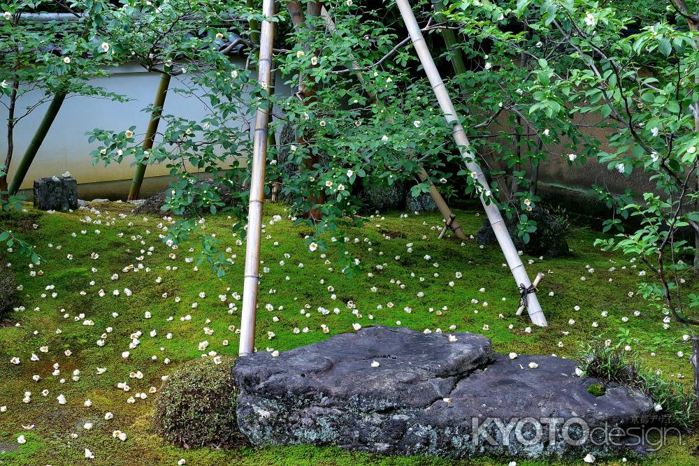 禅寺、儚き白花