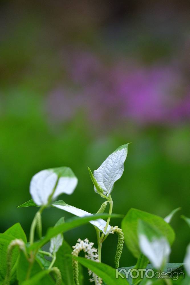 夏草の白粉