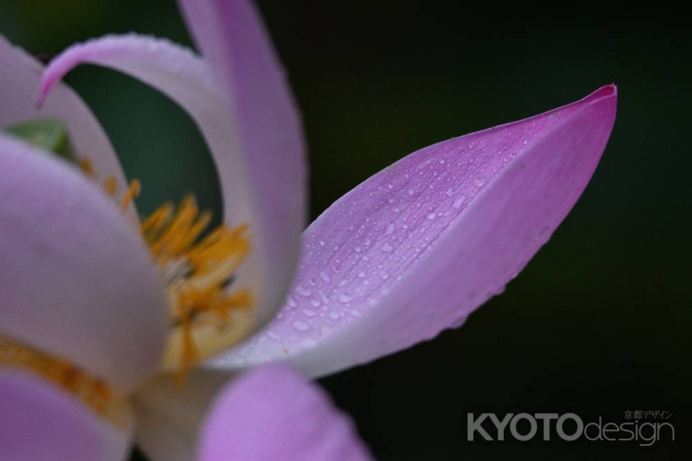 彩花の雨滴