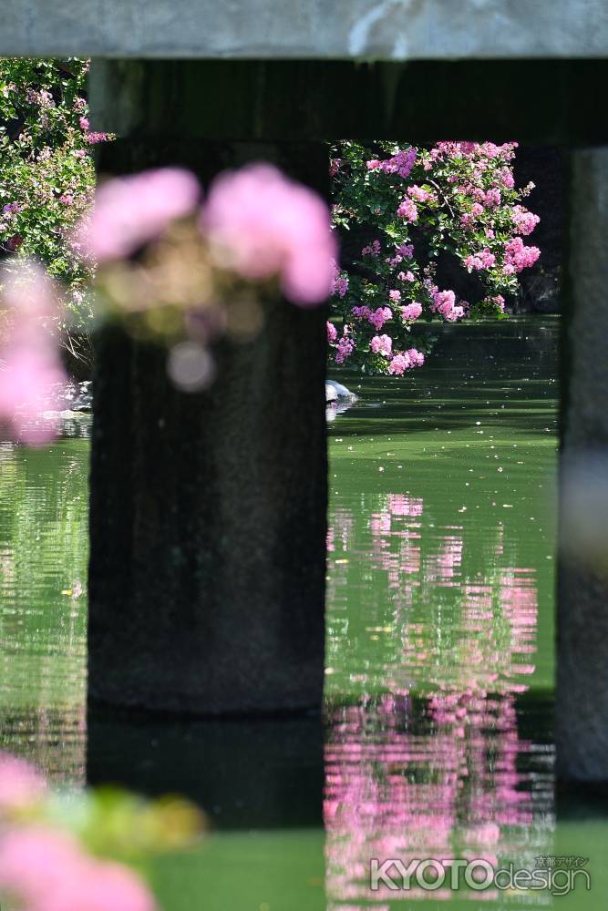 水面の夏模様