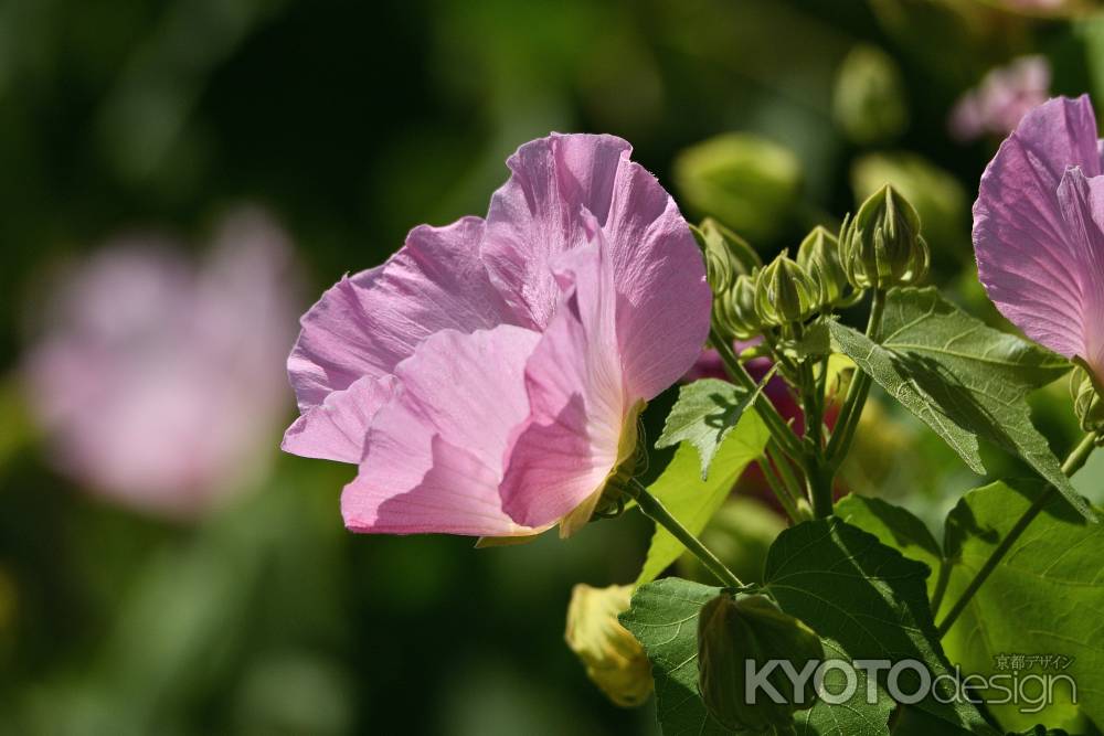 芙蓉のほろ酔い