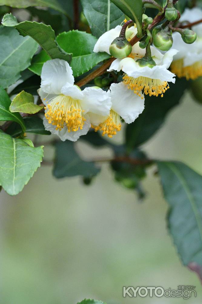 禅師の白花