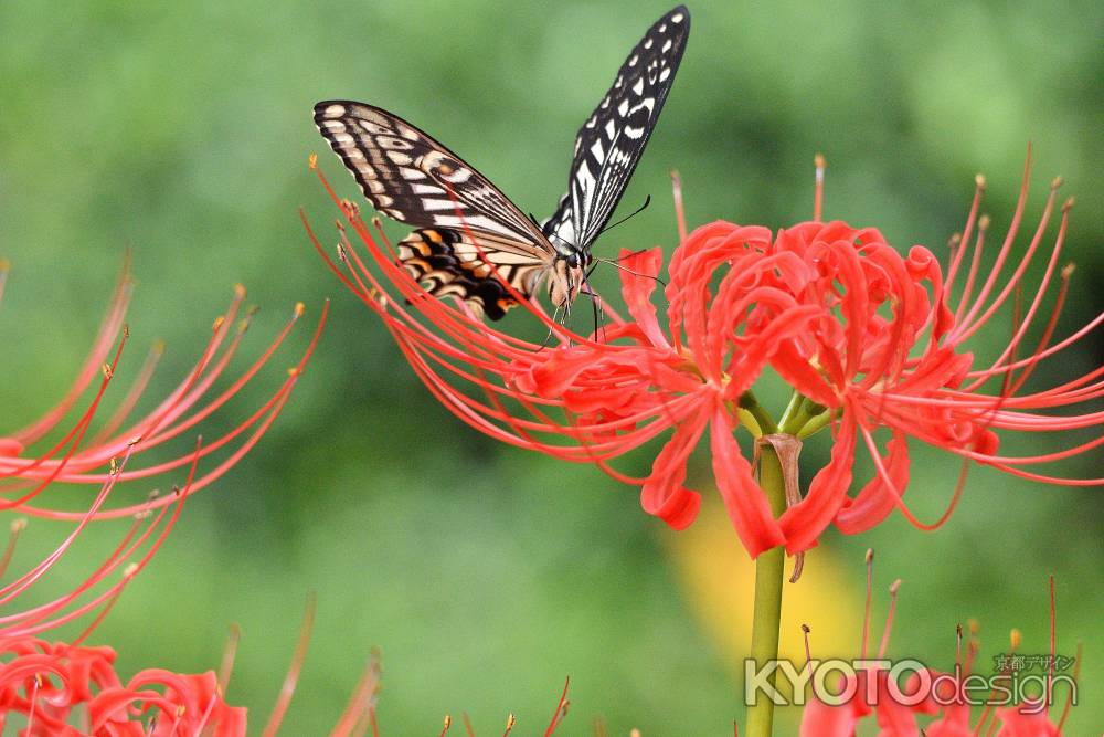 西陣、花から花へ