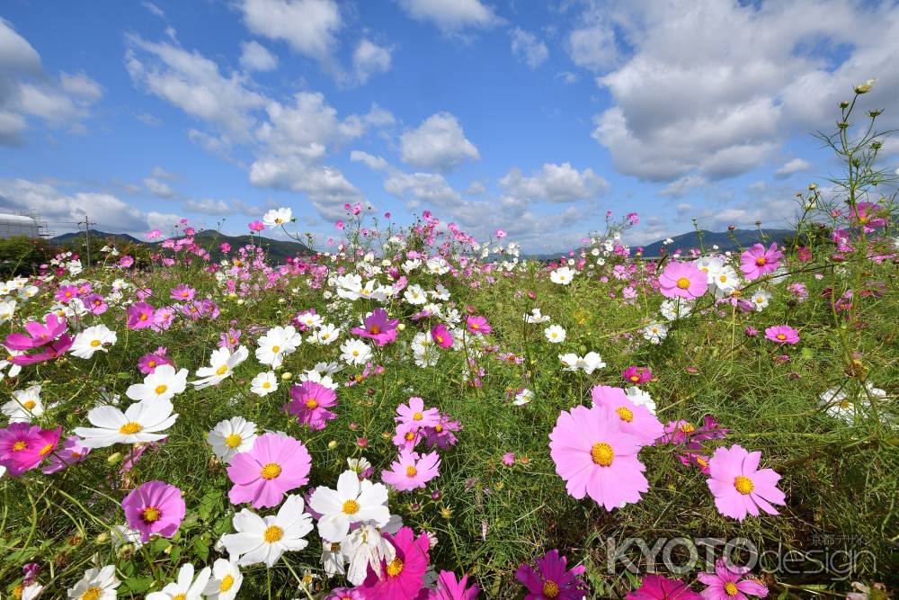 秋空の彩花