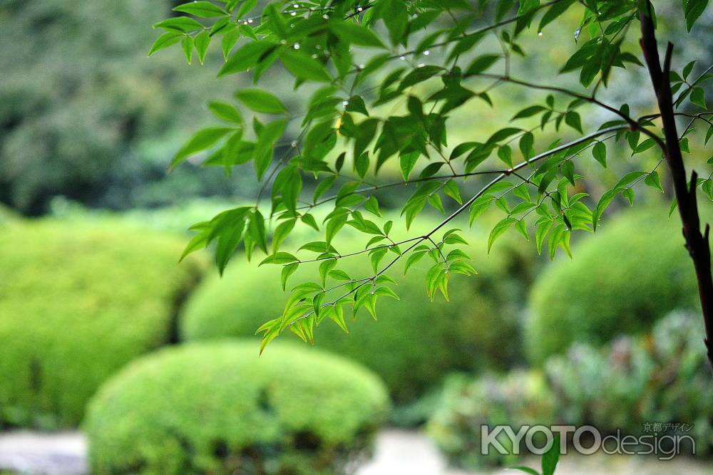 雨滴に添水