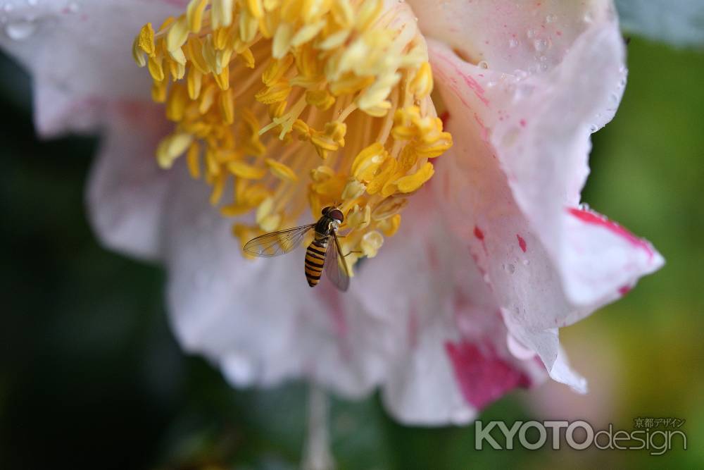 小さな花拝観