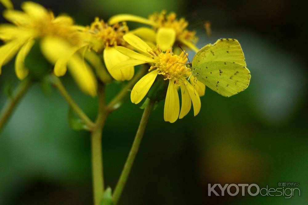 黄の羽と花びら