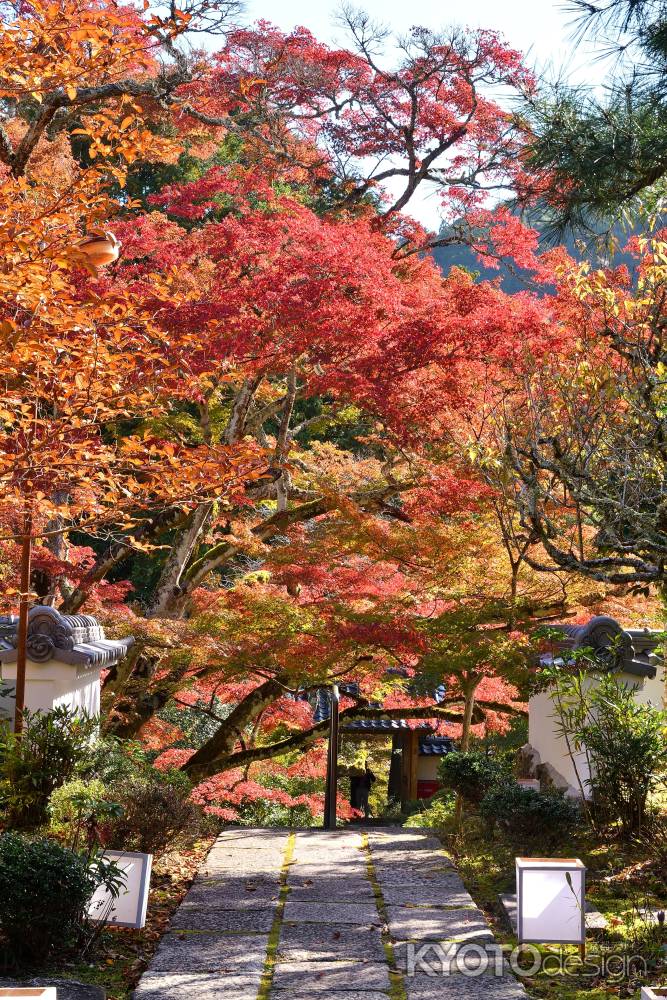 錦に染まる朝日山