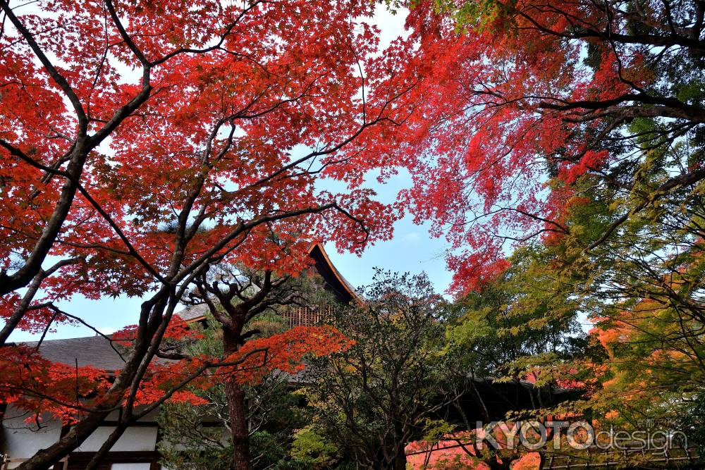 紅き清秋