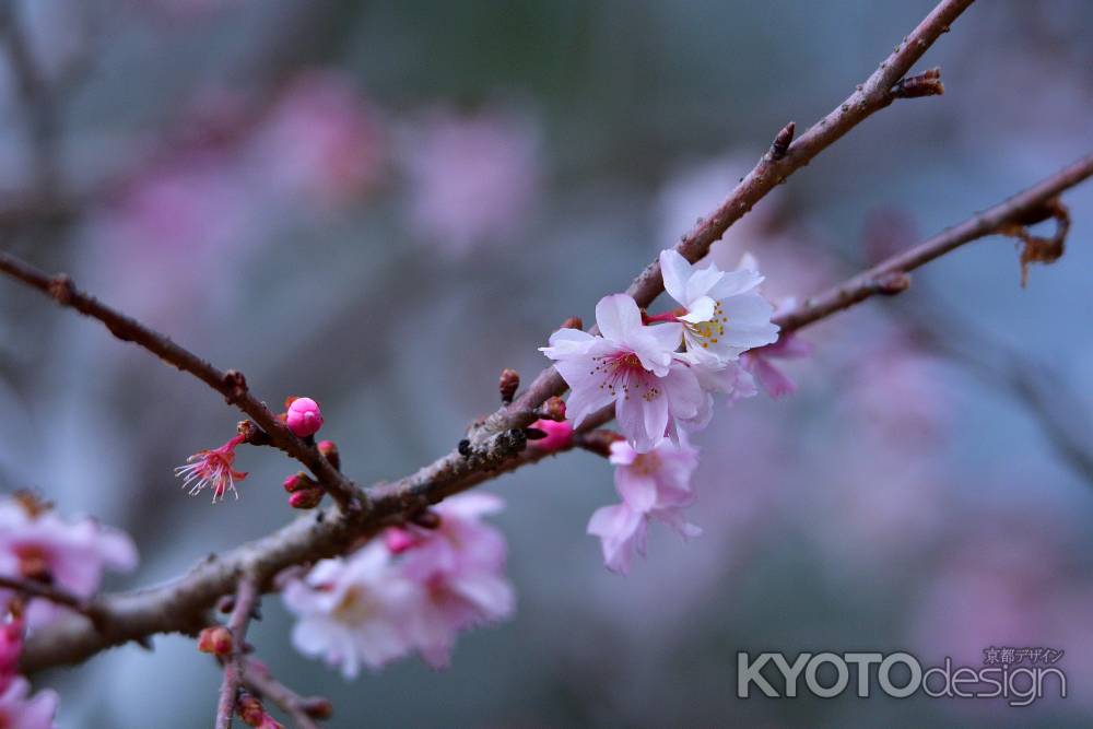 冬桜の苑