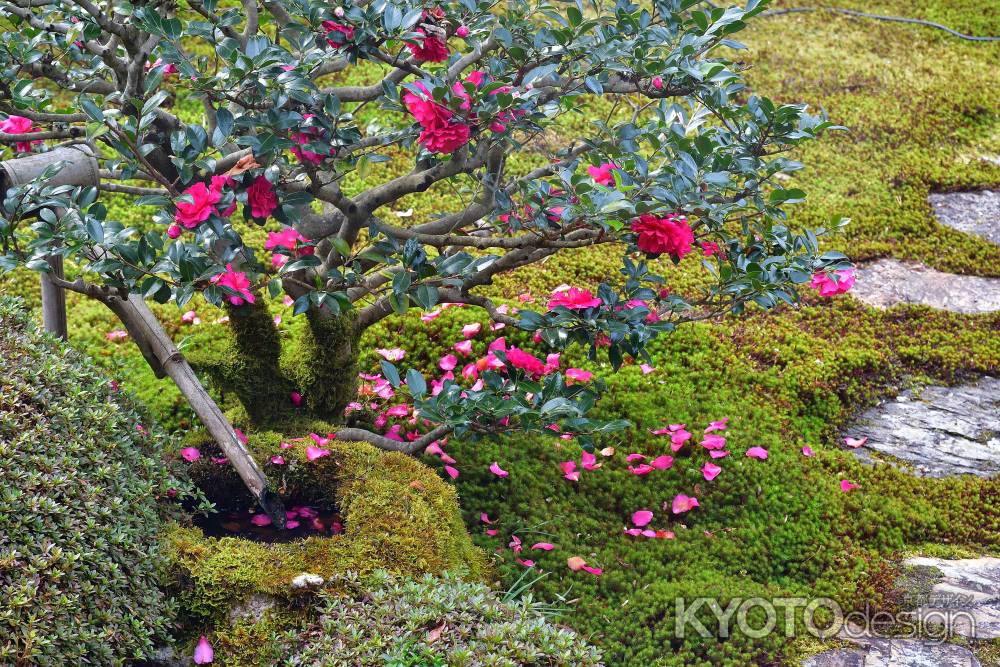 冬の儚き茶花