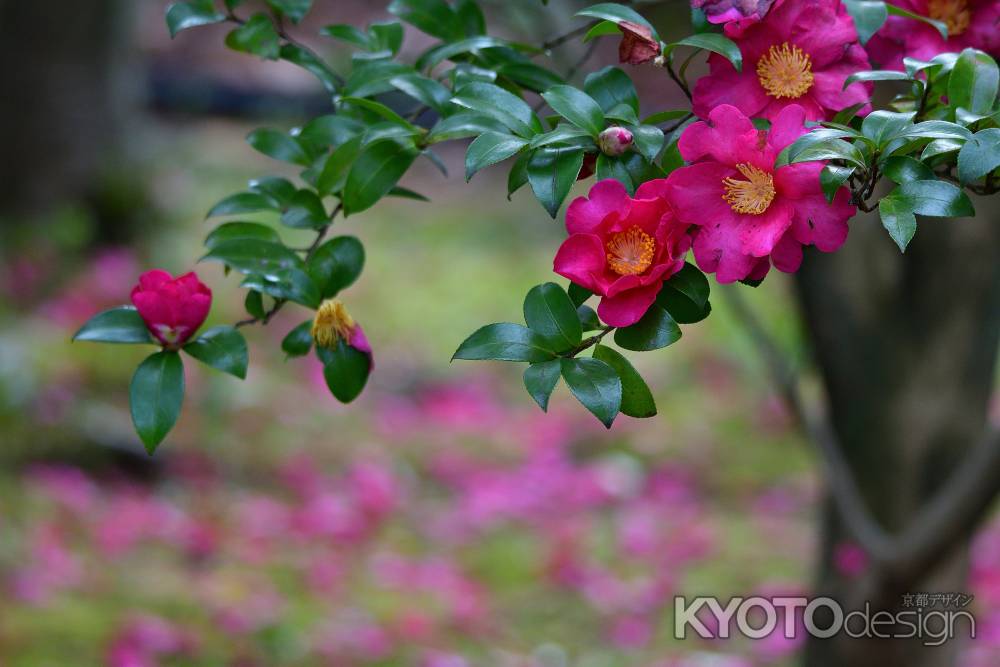 春告げる朱き花