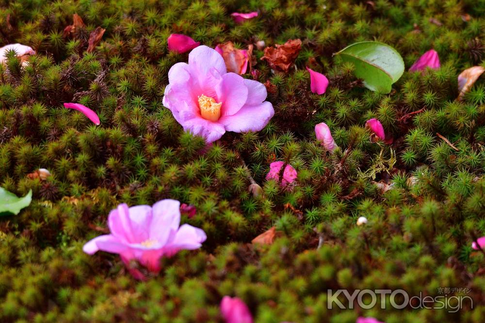 谷の御所、花飾り