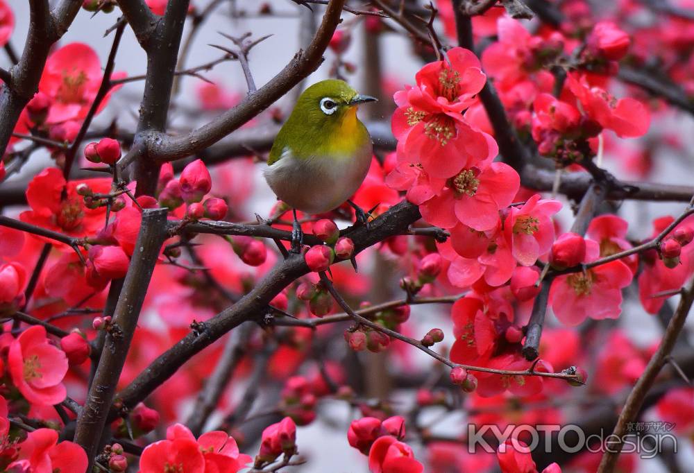 百万遍、春の朱印