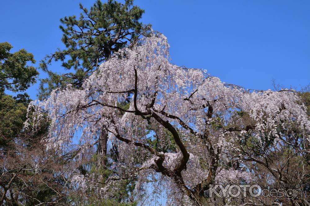 早桜。春空に咲く